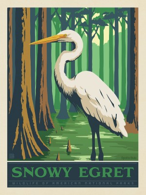 National Parks Wildlife: Snowy Egret