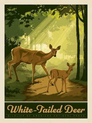 National Parks Wildlife: White-Tailed Deer