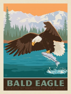 National Parks Wildlife: Bald Eagle