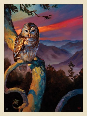 Oil Painting: Barred Owl