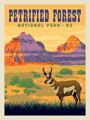 Petrified Forest National Park: Antelope