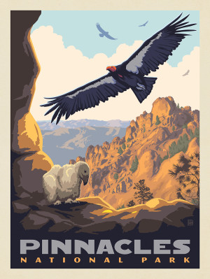 Pinnacles National Park: California Condors
