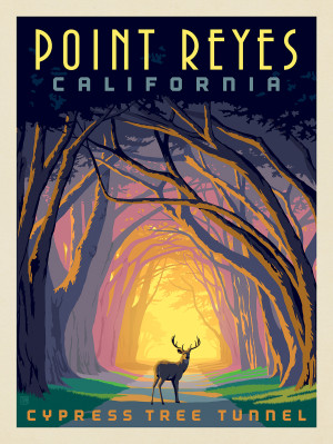 Point Reyes, CA: Cypress Tunnel