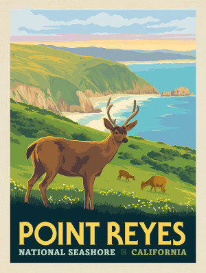Point Reyes National Seashore, CA: Coastal Elk