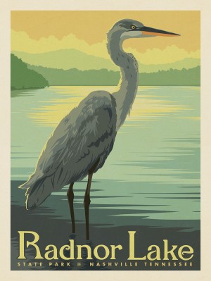 Radnor Lake: Blue Heron