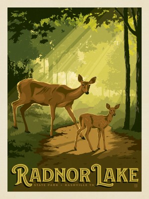 Radnor Lake: Deer