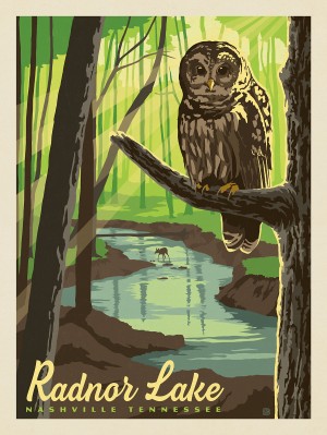 Radnor Lake: Owl