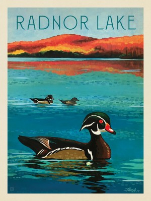 Radnor Lake: Wood Duck