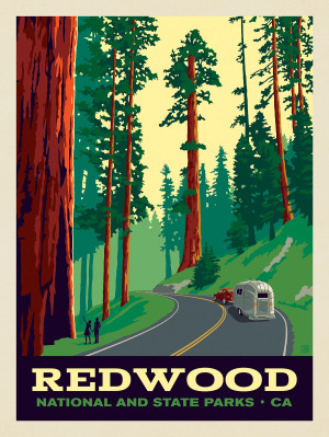 Redwood National And State Parks: Scenic Drive