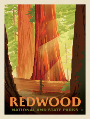 Redwood National And State Parks: Sun Beams
