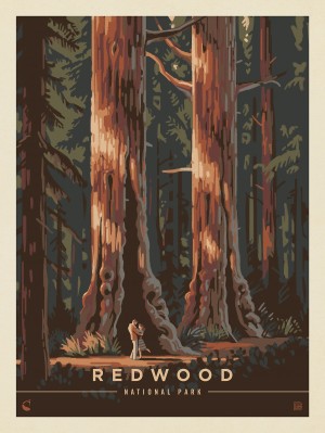 Redwood National Park: Dancing Shadows