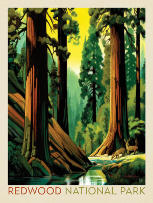 Redwood National Park: Morning Hush