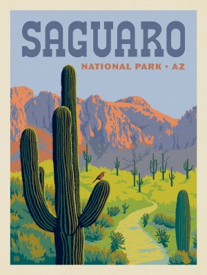 Saguaro National Park: Cactus Wren