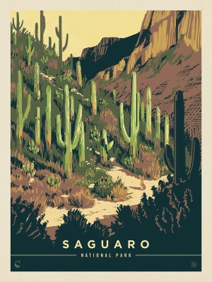 Saguaro National Park: Desert Delight