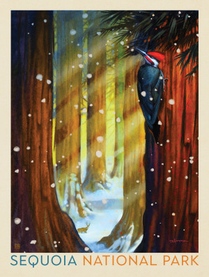 Sequoia National Park: Winter Wonderland