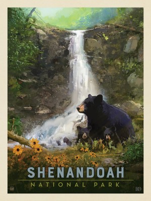 Shenandoah National Park: Bear Family