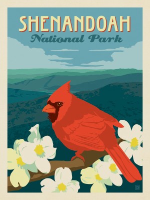 Shenandoah National Park: Cardinal On Dogwood
