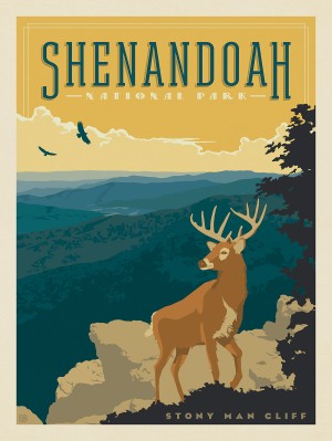 Shenandoah National Park: Deer