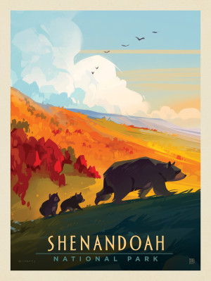 Shenandoah National Park: Mama Bear & Cubs