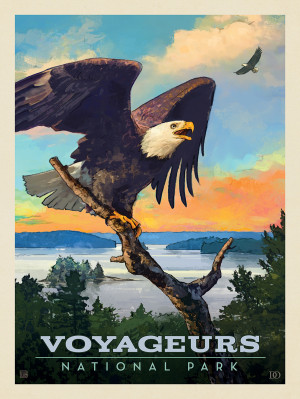 Voyageurs National Park: Bald Eagle