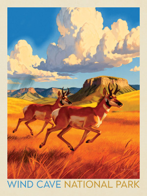 Wind Cave National Park: Antelope At Play