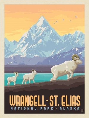 Wrangell-St. Elias National Park: Dall Sheep