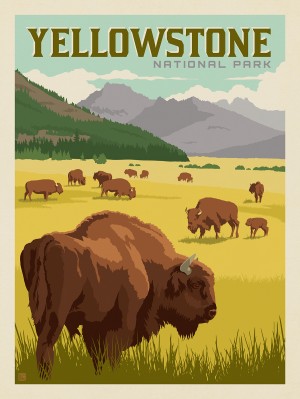 Yellowstone National Park: Bison Herd