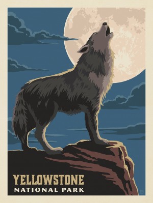 Yellowstone National Park: Gray Wolf