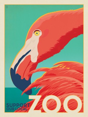 Zoo: Flamingo