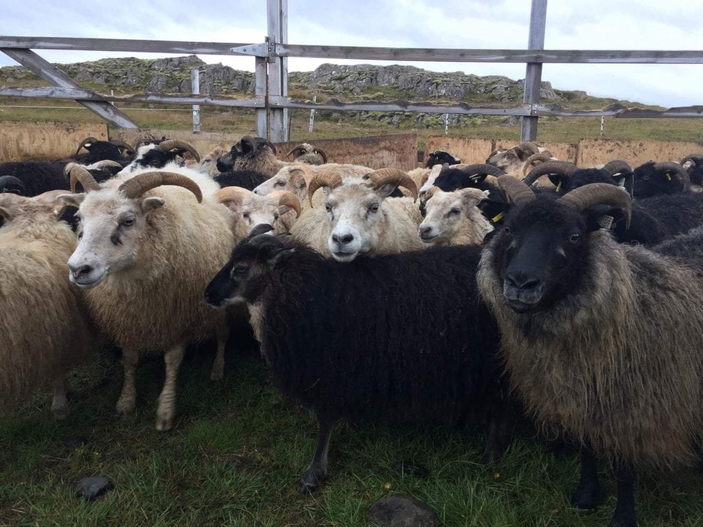 Sheep in Iceland