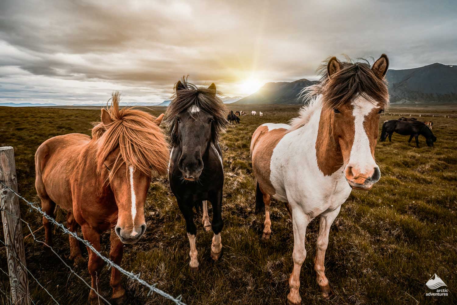 The Icelandic Horse What Makes it Unique? All About Iceland
