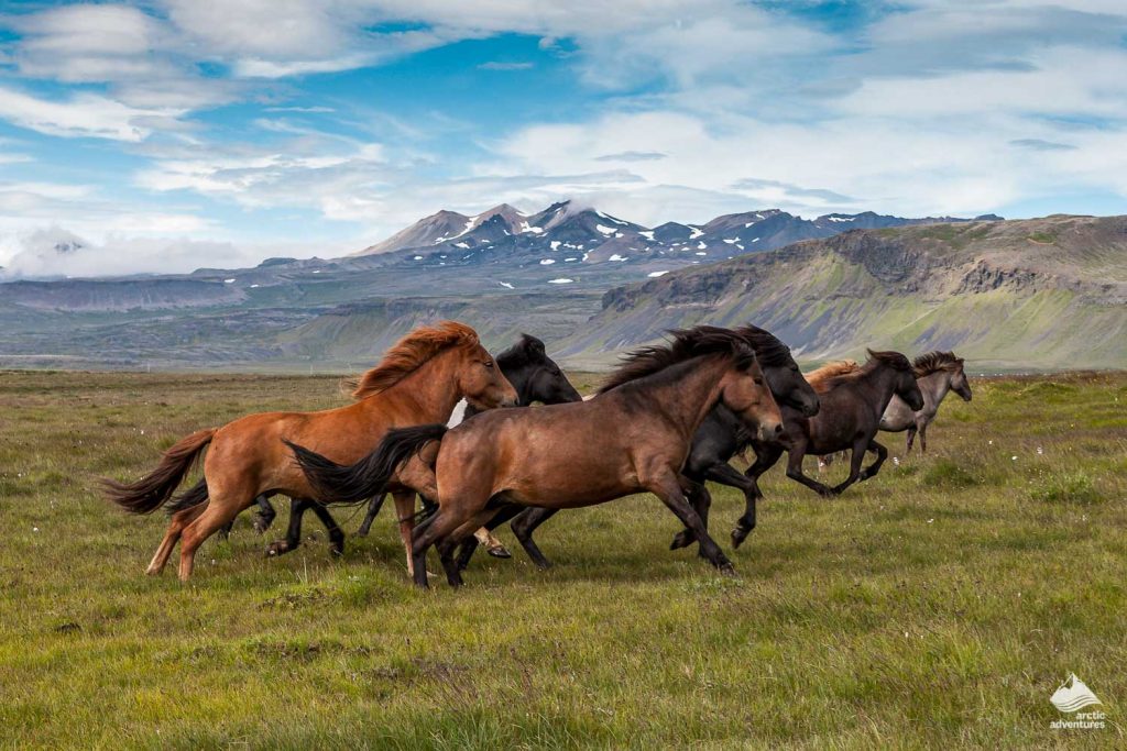 The Icelandic Horse What Makes it Unique? All About Iceland