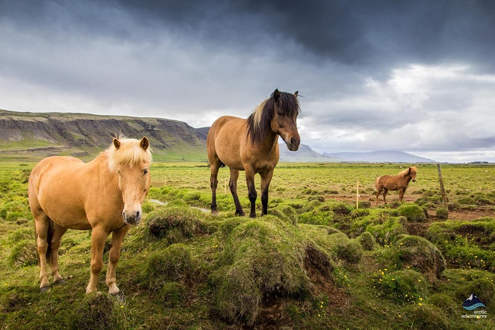 All About the Icelandic Horse What Makes it Unique?