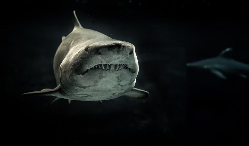 All About Hakarl Iceland's Fermented Shark Yay or Nay?