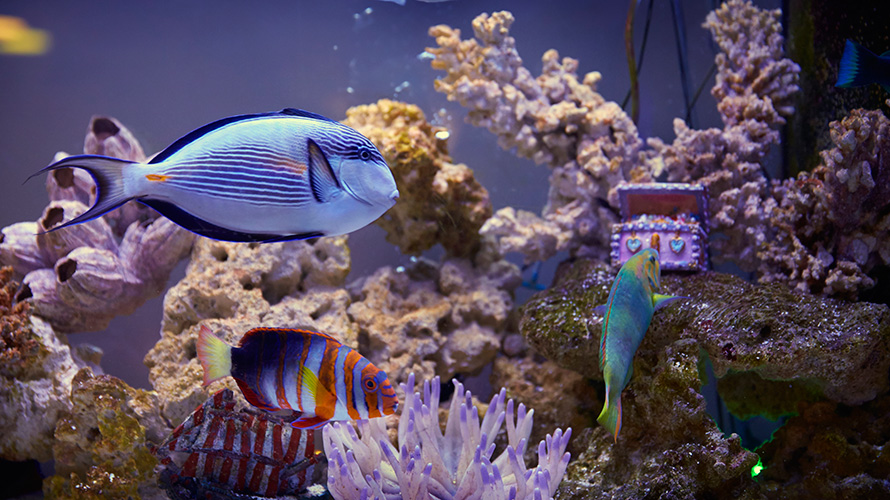 fishcenter-CONTENT-2017