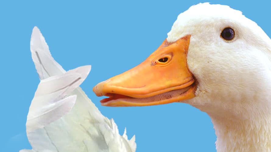 aflac-publicis-CONTENT-2018