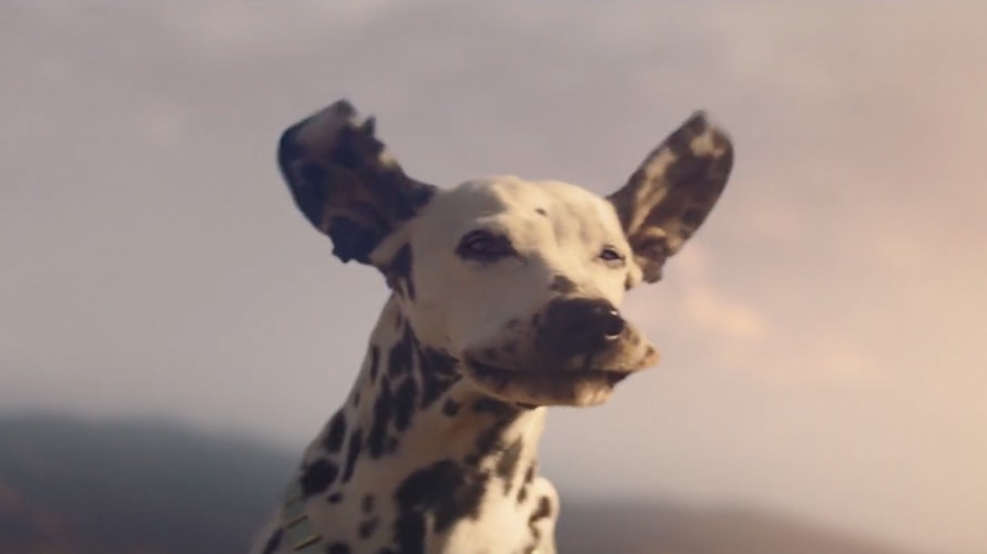 budweiser-wind-dog-CONTENT-2019