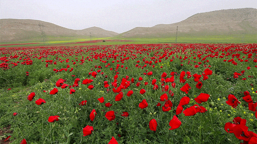 poppies-890-02