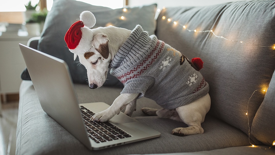 dog-holiday-shopping-content-2019