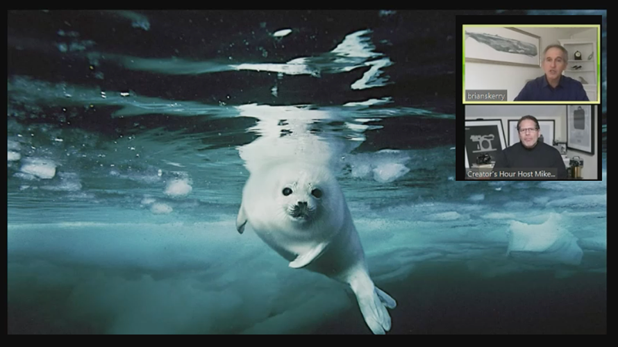 Nikon-Creators-Hour-CONTENT-2020 a seal