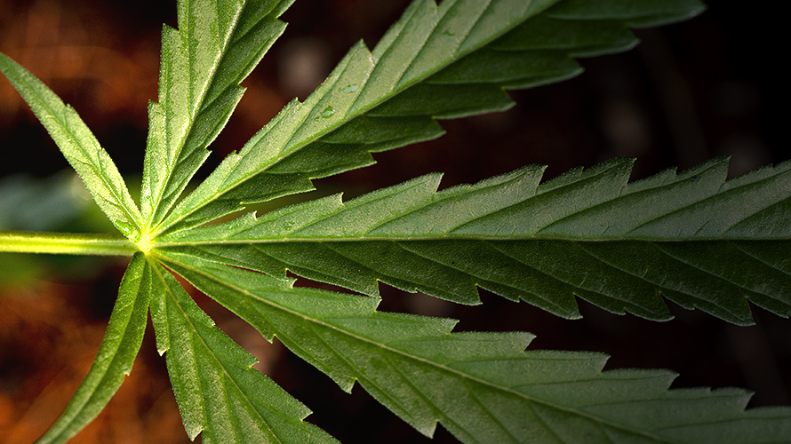 Sativa Cannabis (thai stick)green foliage on clear background A cannabis leaf