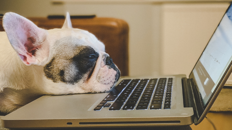 FrenchBulldogOnLaptop