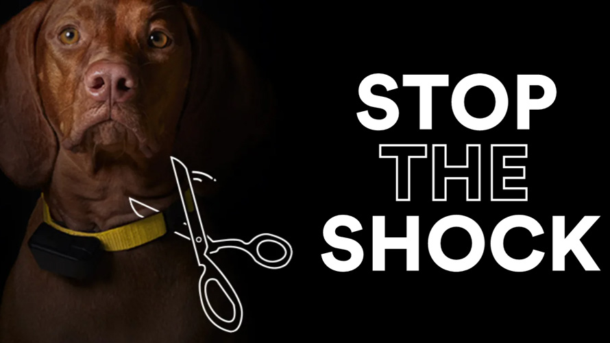 petco-health-wellness-company-CONTENT-2020 Image of a dog with the words