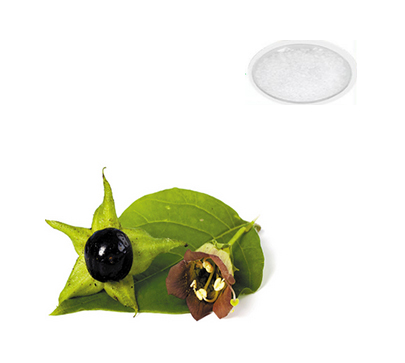 莨菪碱提取物