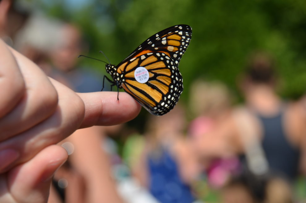 Louisville Zoo’s Flutter Fest will release 1,000 tagged monarch