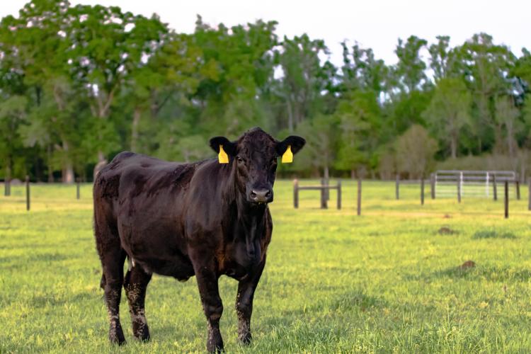 cow in field
