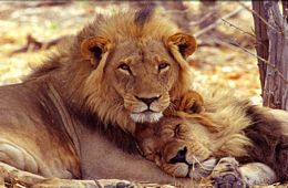 <font face="arial" color="#CF7829">MAY & OCTOBER 2012</font><br /> South Africa Safaris & Vineyards