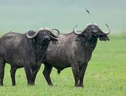buf