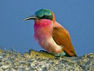 bird