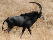 Waterbuck